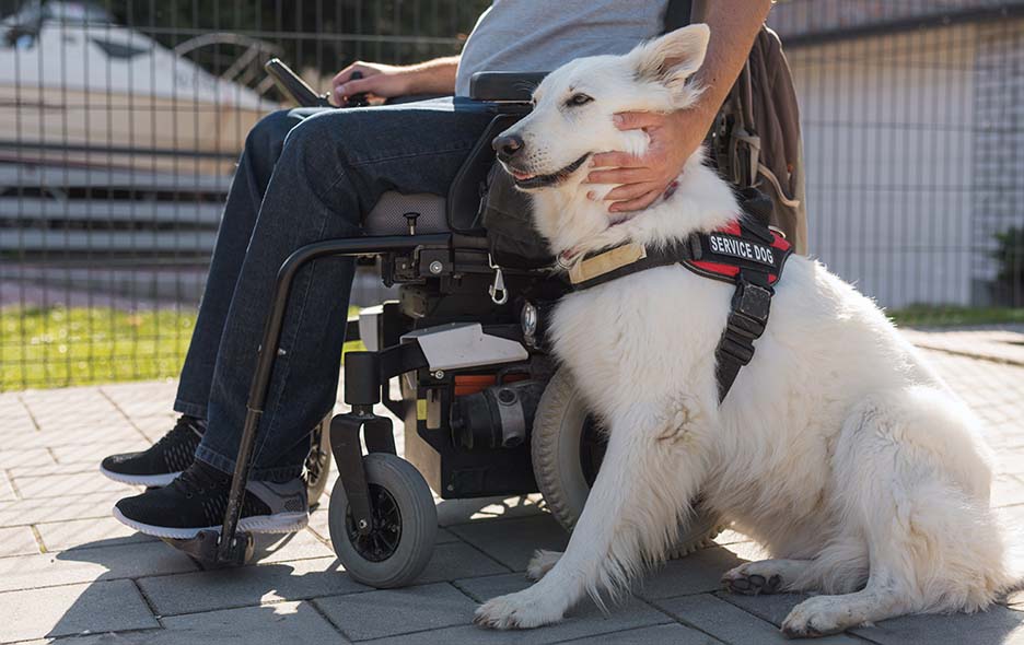 A service dog next to a person in a wheelchair